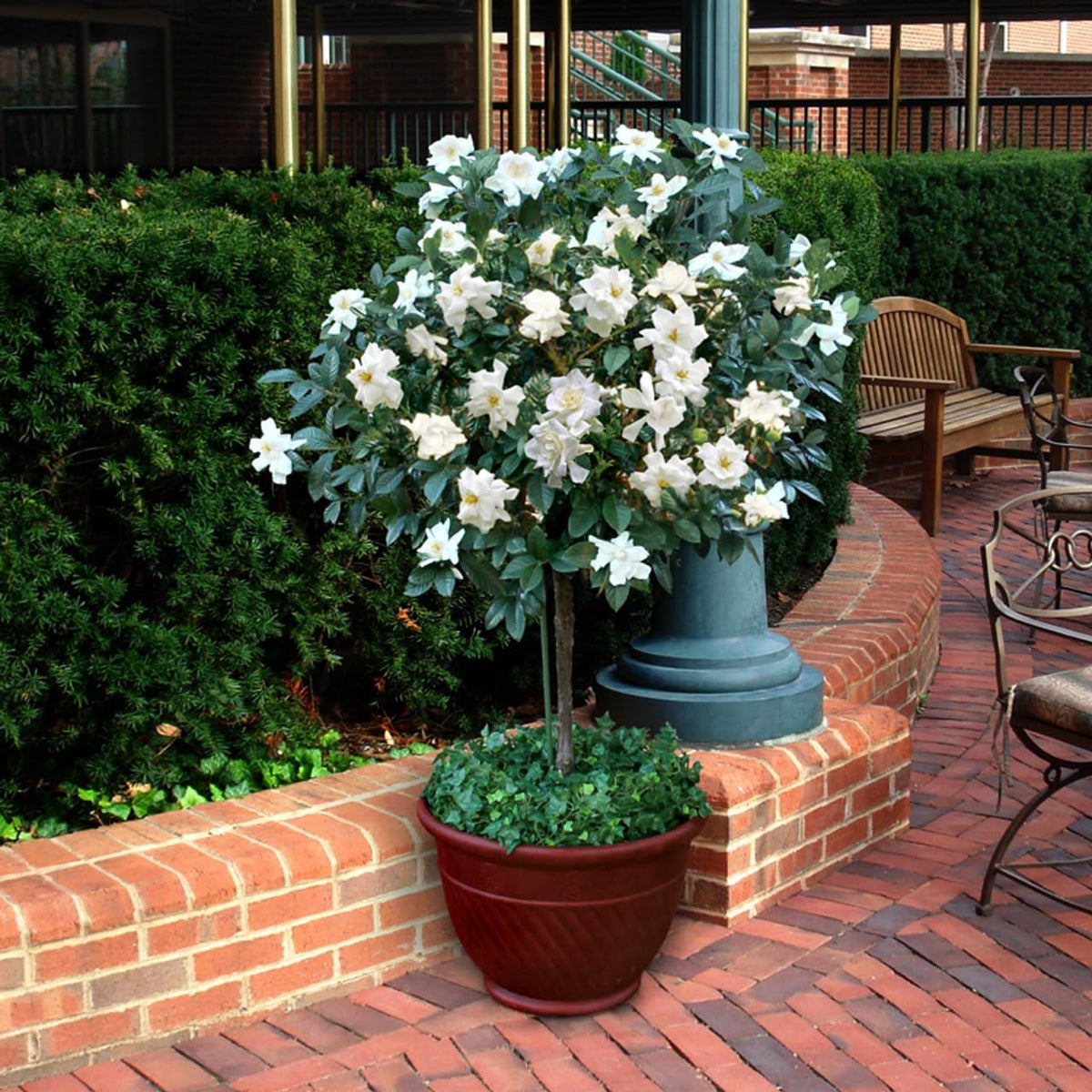 Gardenia Aromatic 2 x 2 inch Cups L461
