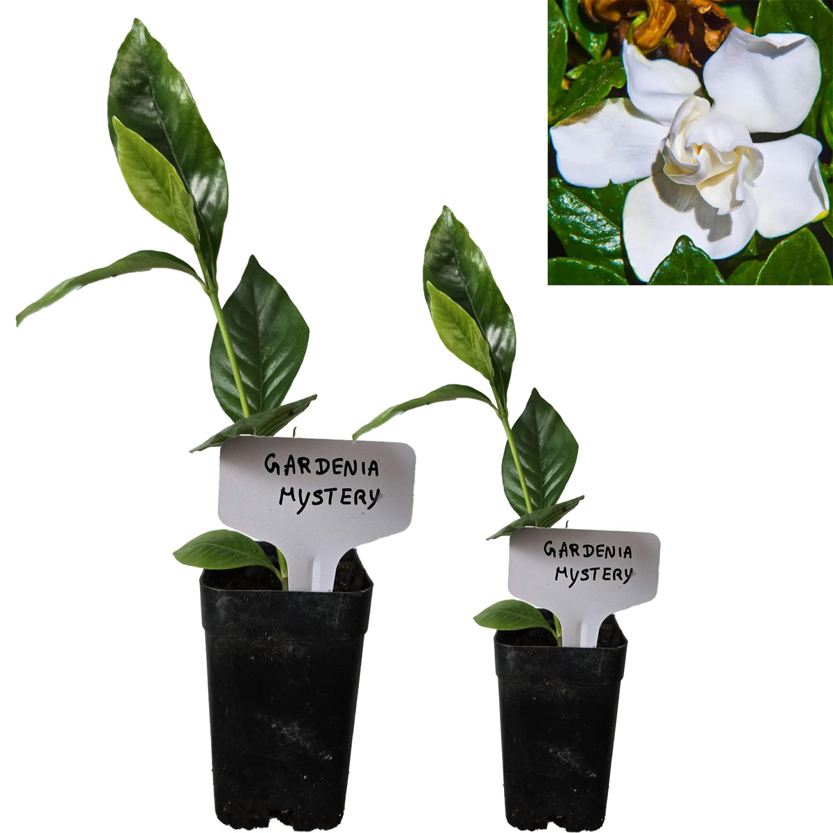 Gardenia Aromatic 2 x 2 inch Cups L461