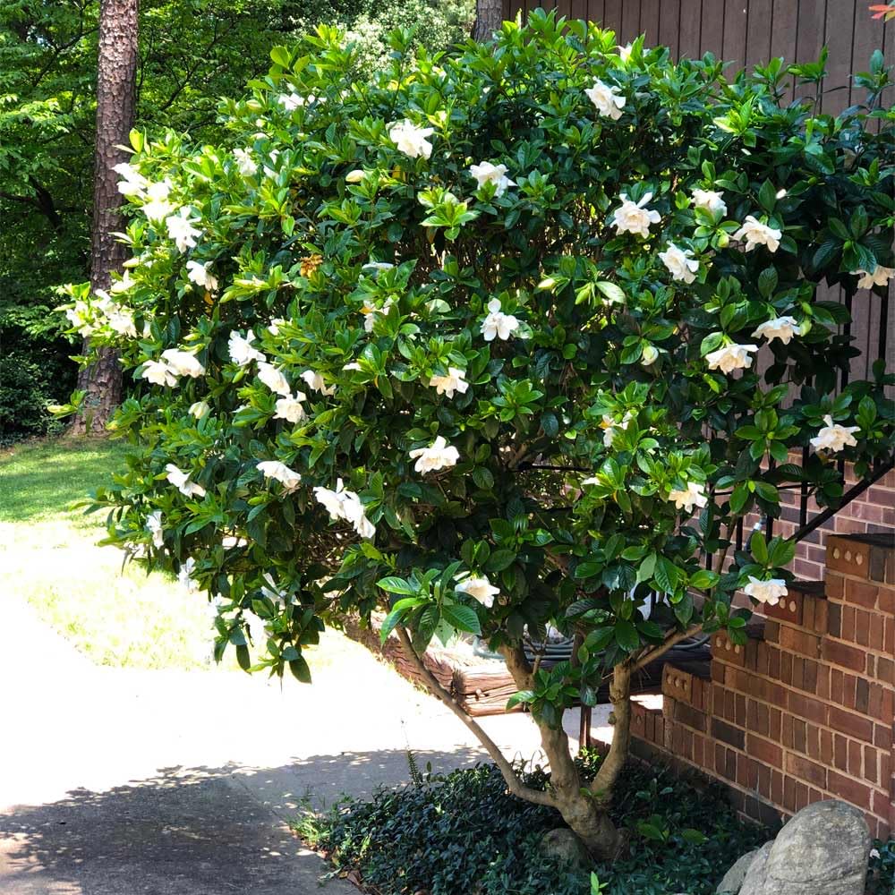 Gardenia Aromatic 2 x 2 inch Cups L461