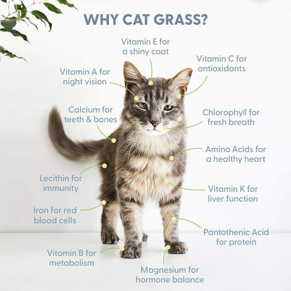 Cat Grass Kit with Wood Planter, Organic Seed and Soil T5844