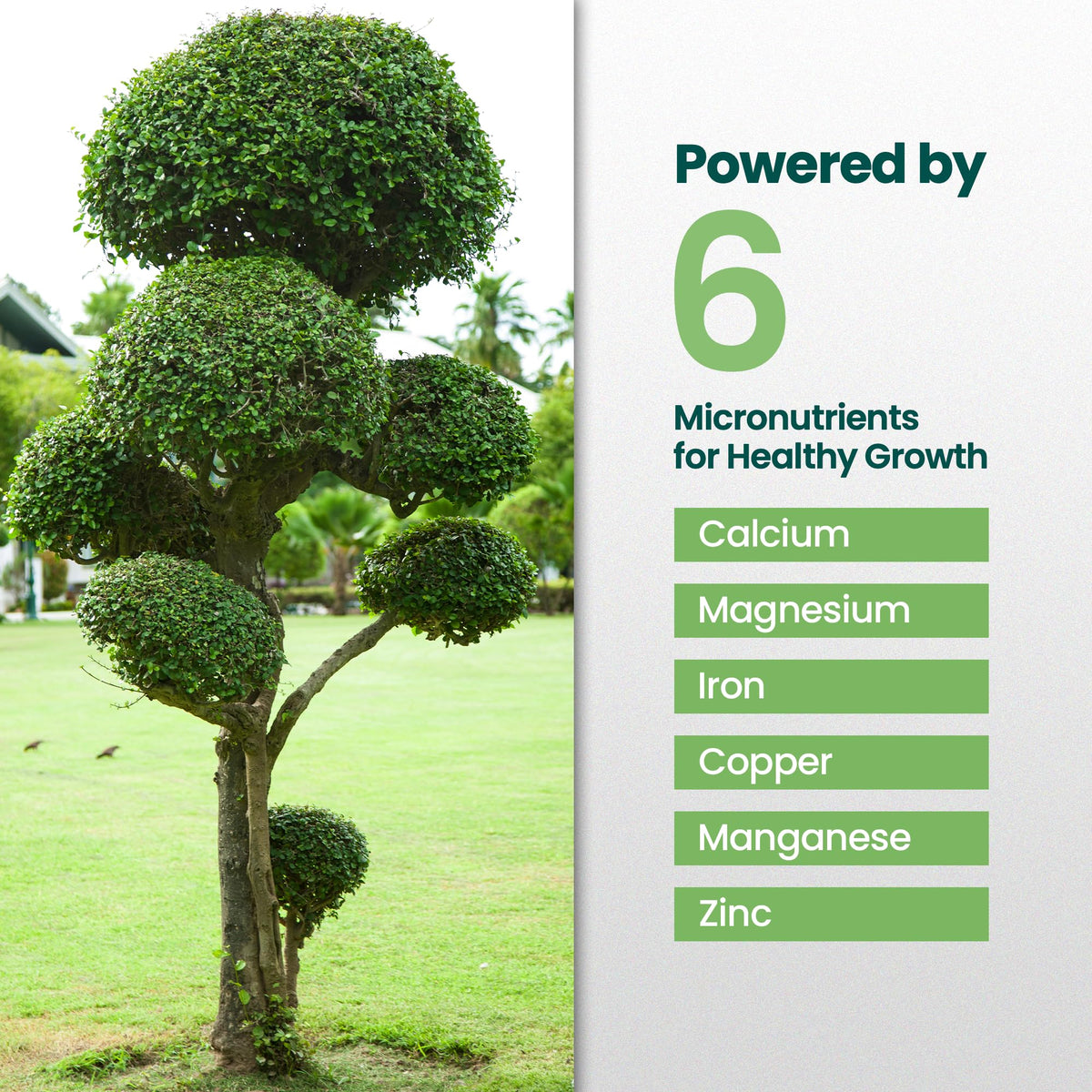 16oz Tree and Shrub Fertilizer P526